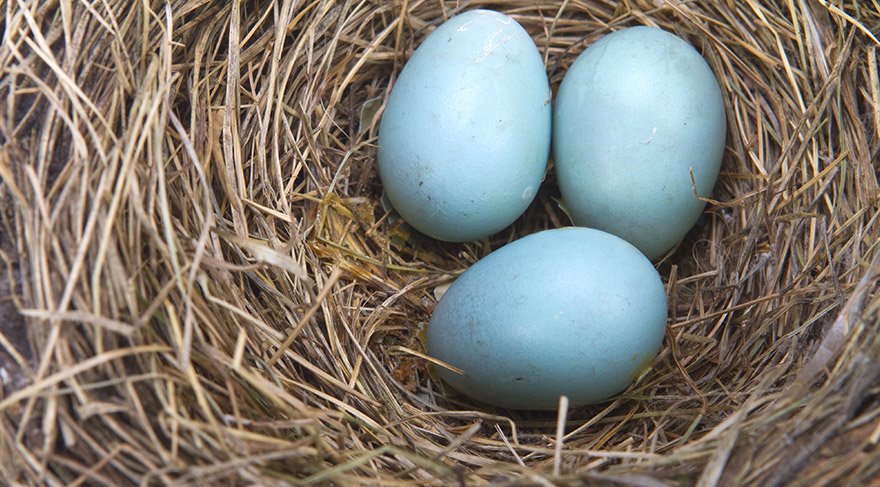 Mavi Yumurta Farkı